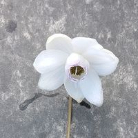 Anemonopsis macrophylla 'Alba'